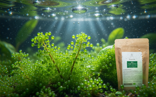Chlorella: Die kraftvolle Süsswasseralge für Vitalität und Gesundheit