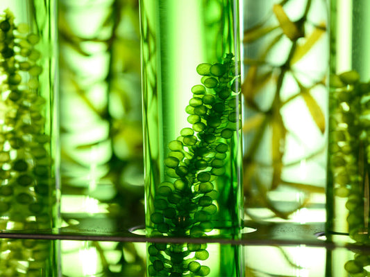 Chlorella: Die kraftvolle Süsswasseralge für Vitalität und Gesundheit